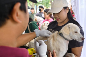 Perayaan Hari Tumpek Uye Untuk Mendoakan Hewan