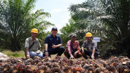 Panen Perdana PalmCo Tembus 2,5 Tahun Tanam, Produktivitas Capai 7 Ton per Ha