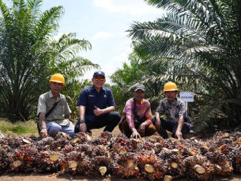 Panen Perdana PalmCo Tembus 2,5 Tahun Tanam, Produktivitas Capai 7 Ton per Ha