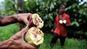 Strategi TPAKD Perluas Literasi dan Akses Keuangan Sektor Produktif Sulbar