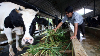Kementan Usul KUR Khusus Peternak Demi Dorong Populasi Sapi Lokal