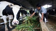 Kementan Usul KUR Khusus Peternak Demi Dorong Populasi Sapi Lokal