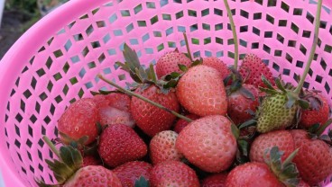 10 Buah yang Cocok Dikonsumsi Penderita Diabetes