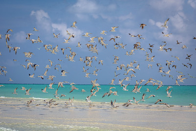 Berkumpulnya Ribuan Burung camar Laut di Tepi Pantai Sebagai Penanda Awal Musim ikan di Kepulauan Masalembu