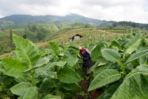 Kabupaten Garut Diproyeksi Menjadi Sentra Tembakau