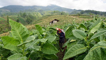 Kabupaten Garut Diproyeksi Menjadi Sentra Tembakau