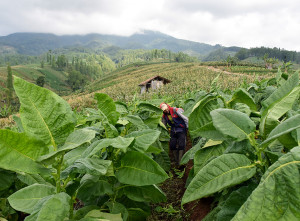 Kabupaten Garut Diproyeksi Menjadi Sentra Tembakau