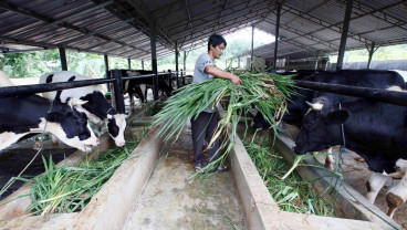 Wacana KUR 3% untuk Peternak Sapi Butuh Kemudahan Akses