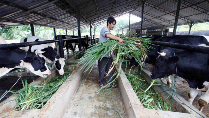 Wacana KUR 3% untuk Peternak Sapi Butuh Kemudahan Akses