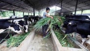 Wacana KUR 3% untuk Peternak Sapi Butuh Kemudahan Akses