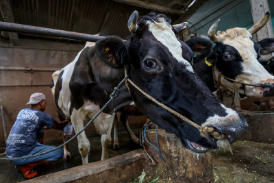 Populasi Sapi Perah di Jawa Timur Mulai Pulih Pasca Wabah Penyakit Mulut dan Kuku (PMK)