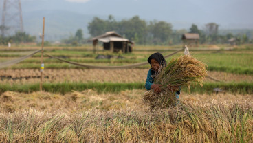 Produk Pertanian AS Bebas Tarif, Emiten Agrikultur RI Terancam