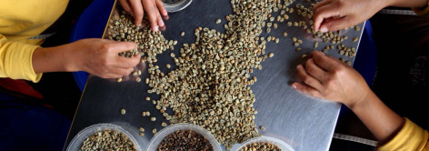 Gonjang-ganjing Tarif Trump di Pasar Kopi Global, Harga akan Kembali Pahit?