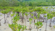Rehabilitasi Mangrove di Riau Capai Ribuan Hektare, 5,3 Juta Bibit Sudah Ditanam