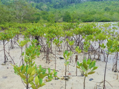 Rehabilitasi Mangrove di Riau Capai Ribuan Hektare, 5,3 Juta Bibit Sudah Ditanam