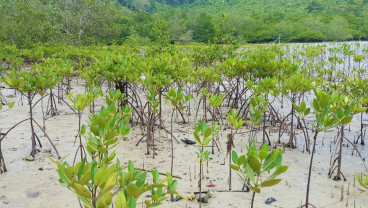 Rehabilitasi Mangrove di Riau Capai Ribuan Hektare, 5,3 Juta Bibit Sudah Ditanam