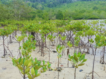 Rehabilitasi Mangrove di Riau Capai Ribuan Hektare, 5,3 Juta Bibit Sudah Ditanam