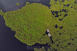 Pembersihan Eceng Gondok di Situ Gunung Putri