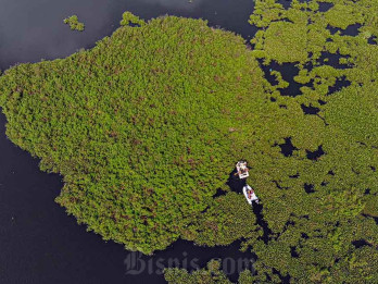 Pembersihan Eceng Gondok di Situ Gunung Putri