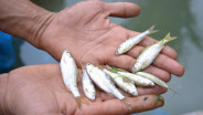 Pemda di Sumbar Cari Solusi soal Penurunan Populasi Ikan Endemik Bilih
