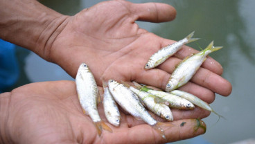 Pemda di Sumbar Cari Solusi soal Penurunan Populasi Ikan Endemik Bilih