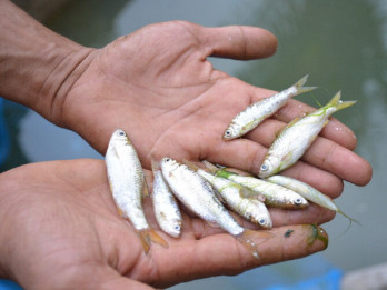 Pemda di Sumbar Cari Solusi soal Penurunan Populasi Ikan Endemik Bilih