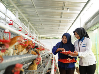 Bantu Ekonomi dan Pangan, PNM Bagikan 240 Ekor Ayam