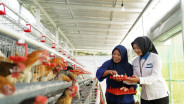 Bantu Ekonomi dan Pangan, PNM Bagikan 240 Ekor Ayam