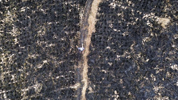 300 Hektare Area Perkebunan dan Hutan Terbakar