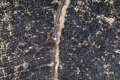300 Hektare Area Perkebunan dan Hutan Terbakar