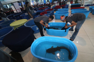 Kontes Ikan Lele Indukan di Kediri