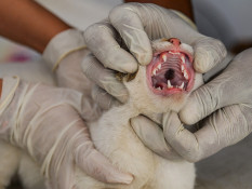 Sterilisasi Kucing Liar di Bandung