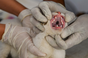 Sterilisasi Kucing Liar di Bandung