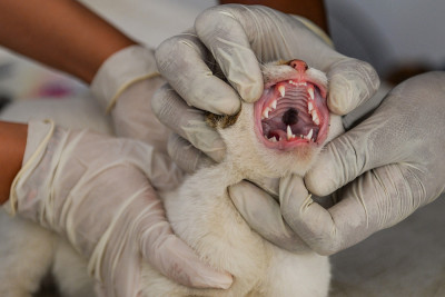 Sterilisasi Kucing Liar di Bandung