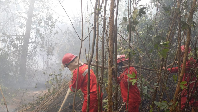 Karhutla Meningkat, Gubernur Riau Tetapkan Status Tanggap Darurat