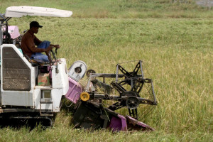 Sejumlah Daerah Mengalami Kenaikan Harga Beras