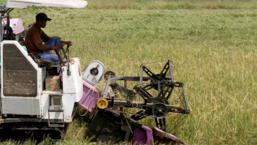 Sejumlah Daerah Mengalami Kenaikan Harga Beras