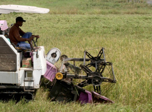 Sejumlah Daerah Mengalami Kenaikan Harga Beras