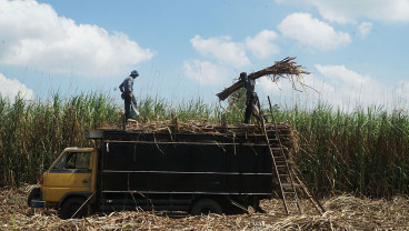 Target Produksi Tebu Tergiling Jatim