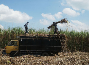 Target Produksi Tebu Tergiling Jatim