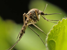 WHO Peringatkan Risiko Global Wabah Virus Chikungunya