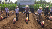 Ketahanan Pangan Nasional: Kolaborasi Lintas Sektor Tingkatkan Produksi Jagung di Sumbar