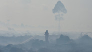 Menakar Peluang Indonesia Memanfaatkan Pembiayaan Hutan Tropis (TFFF)
