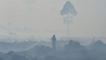 Menakar Peluang Indonesia Memanfaatkan Pembiayaan Hutan Tropis (TFFF)