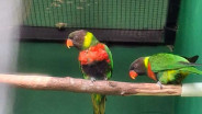Inggris Pulangkan 40 Ekor Burung Perkici Dada Merah ke Bali
