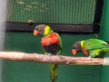 Inggris Pulangkan 40 Ekor Burung Perkici Dada Merah ke Bali