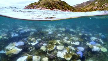 Pemanasan Samudra Makin Parah, Ekosistem Laut Terancam