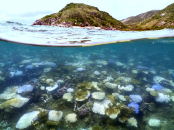 Pemanasan Samudra Makin Parah, Ekosistem Laut Terancam