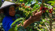 Panen Berlimpah di Brasil Bikin Harga Kopi Makin Pahit