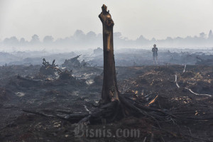 Kebakaran Hutan dan Lahan Hanguskan 270 Hektare Lahan di Jambi